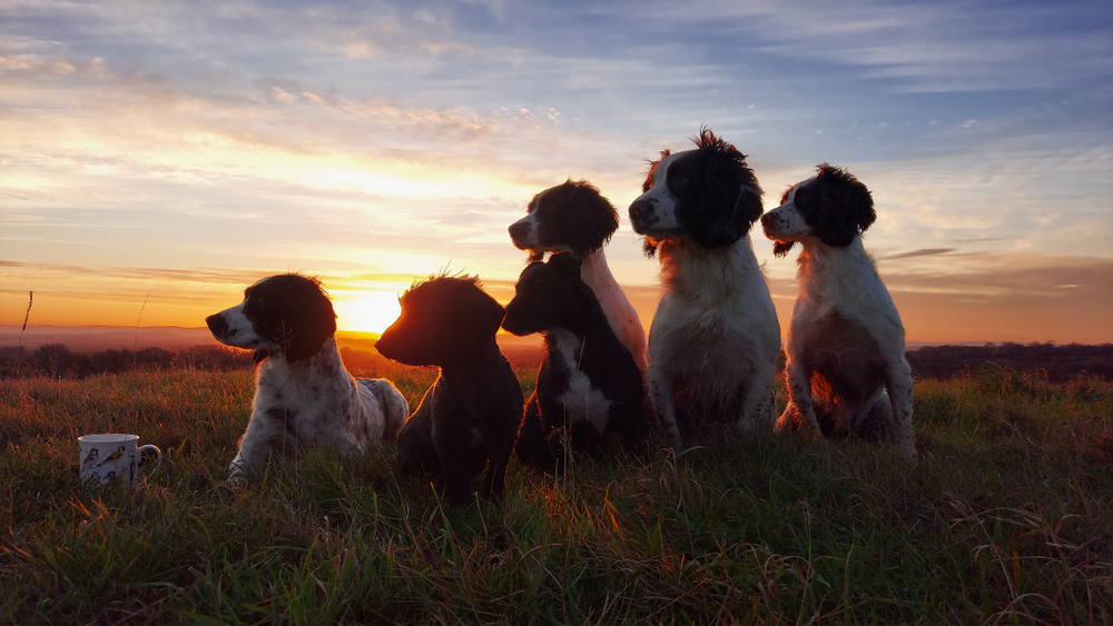 Spaniel gun dogs on Salisbury Plain